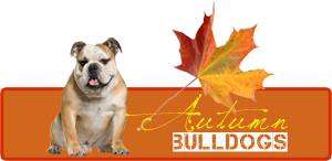 autumn-bulldog_logo6a